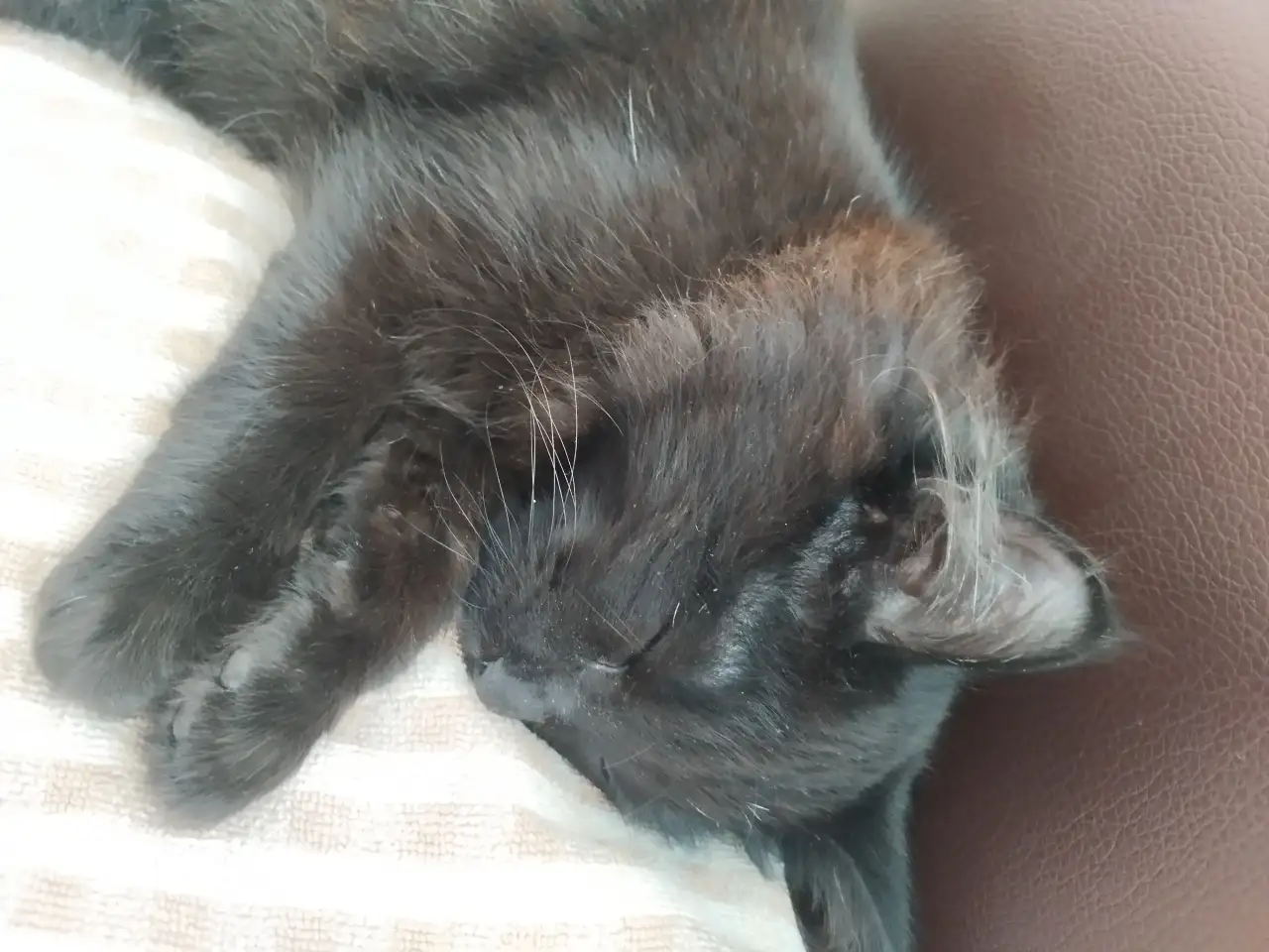 Отдам котенка в добрые руки, фотография 1