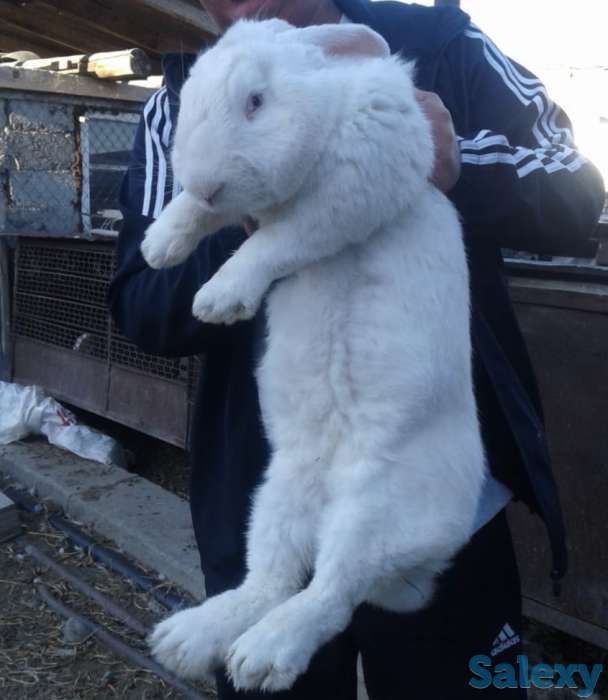 Кролики-великаны разных возрастов, фотография 5