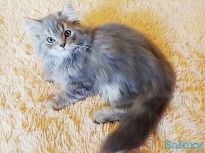 Продаются котята породы 