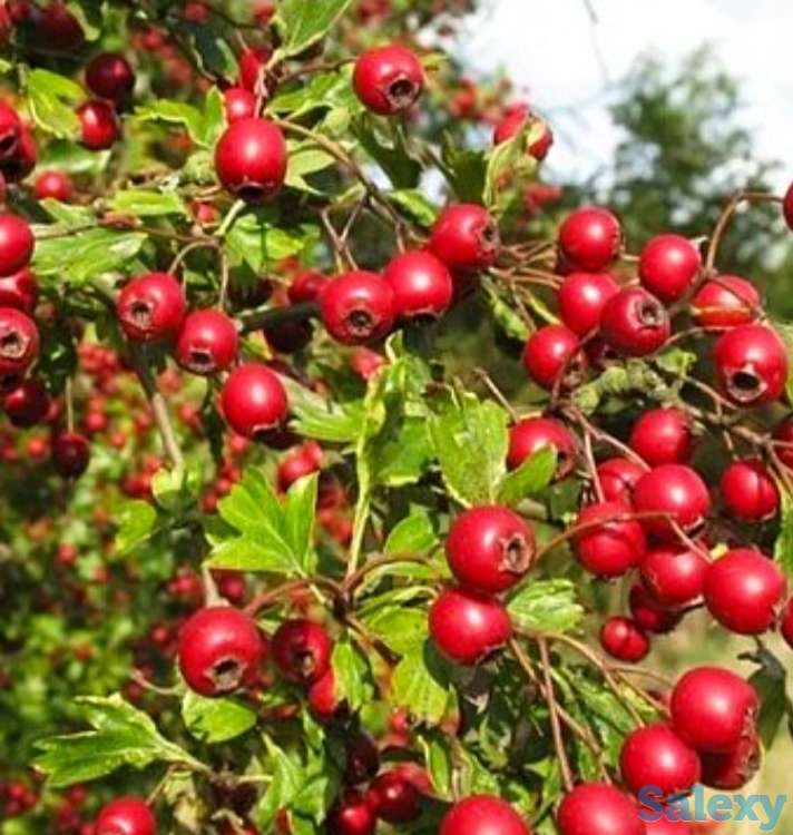 Семена Боярышник Сибирский (Crataégus sanguínea) кроваво- красный РСТ , Россия,, фотография 1