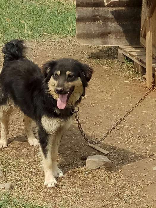 Собаки из приюта  свет надежды, фотография 6