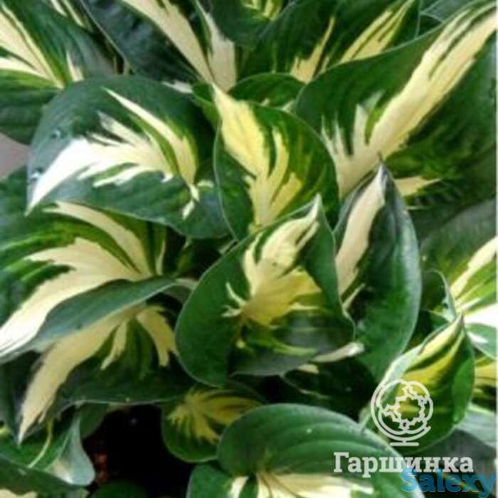 Хоста стинг (m), фотография 1