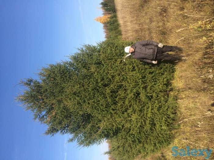 Саженцы крупномеры ель, сосна, береза, фотография 6