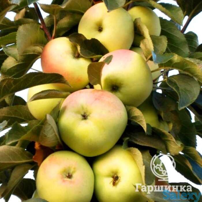 Яблоня колоновидная чаровница, фотография 1