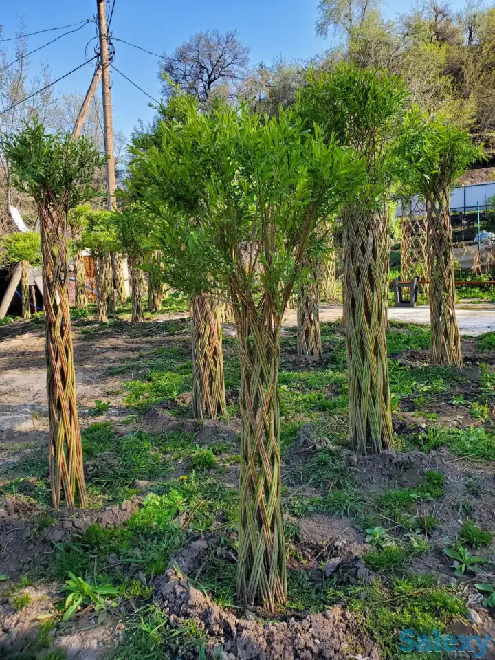 Плетеная ива (сибирская пальма) для Вашего сада!, фотография 7