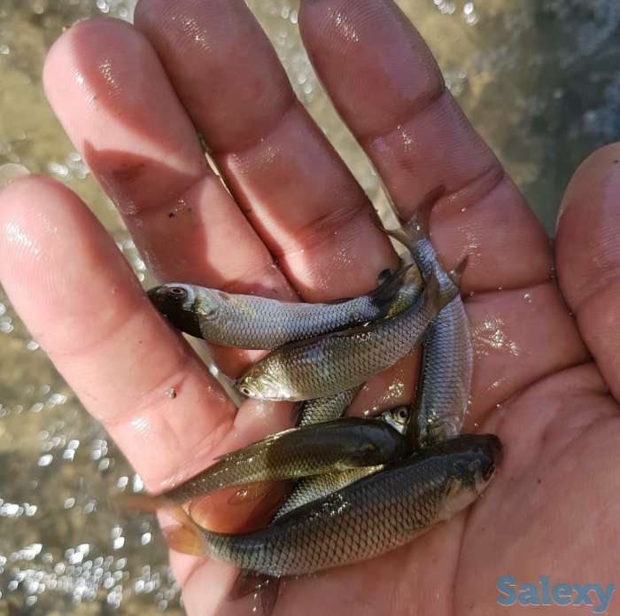 Продам малёк Амура и толстолоба, фотография 3