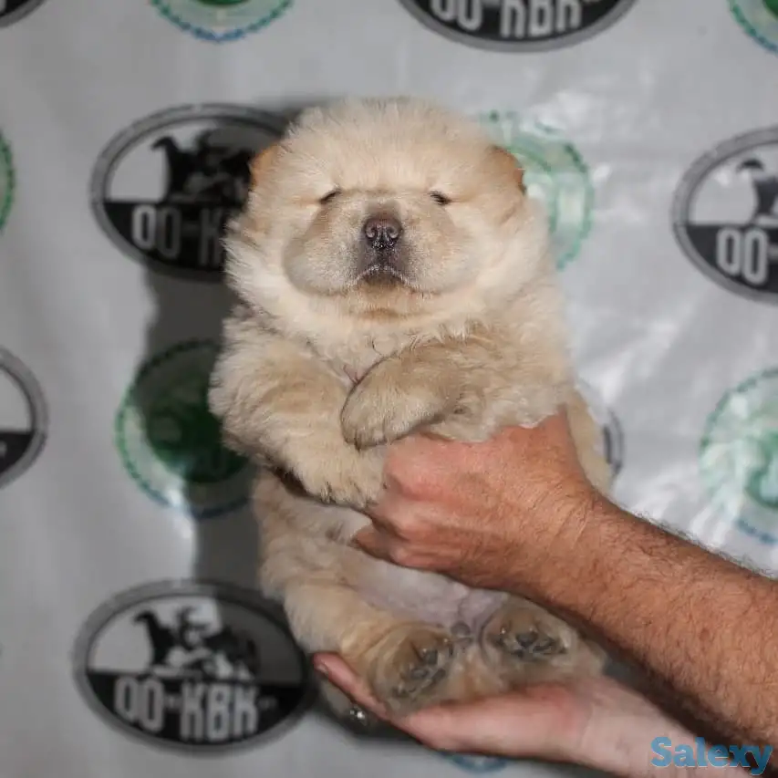 Щенки чау чау, фотография 1