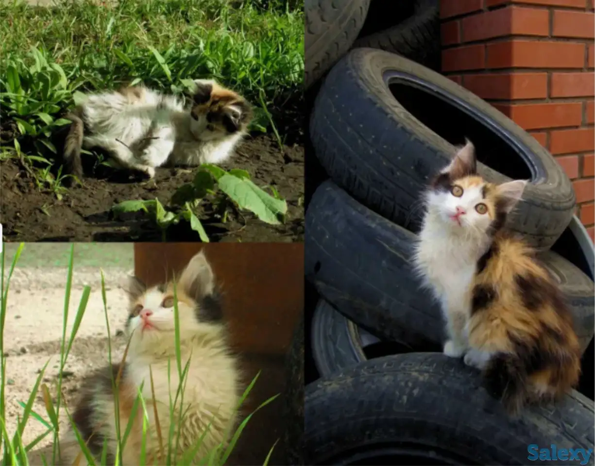 Милые кошечки, фотография 1