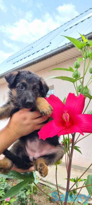 Щенки немецкой овчарки, фотография 2