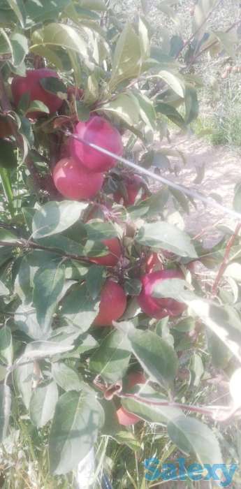 Продажа яблок. Сорта Фуджи, Ред Делишес,  Голден Делишес, фотография 1