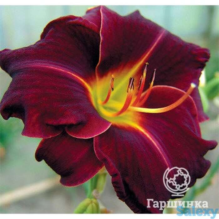 Лилейник Эд Мюрей, фотография 1