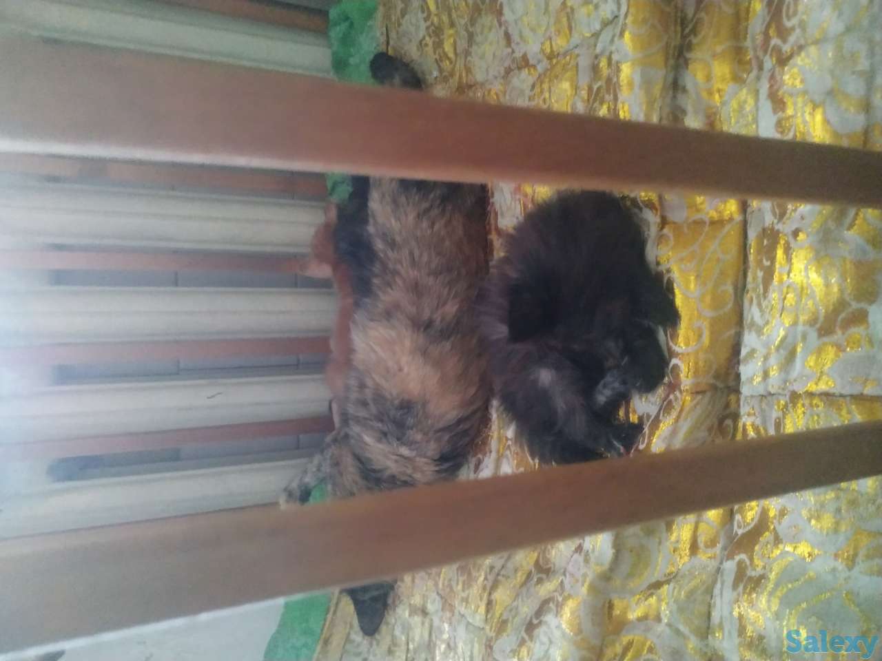 Дарю хороших котят, фотография 1