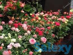 Саженец розы мини Сербия, фотография 4