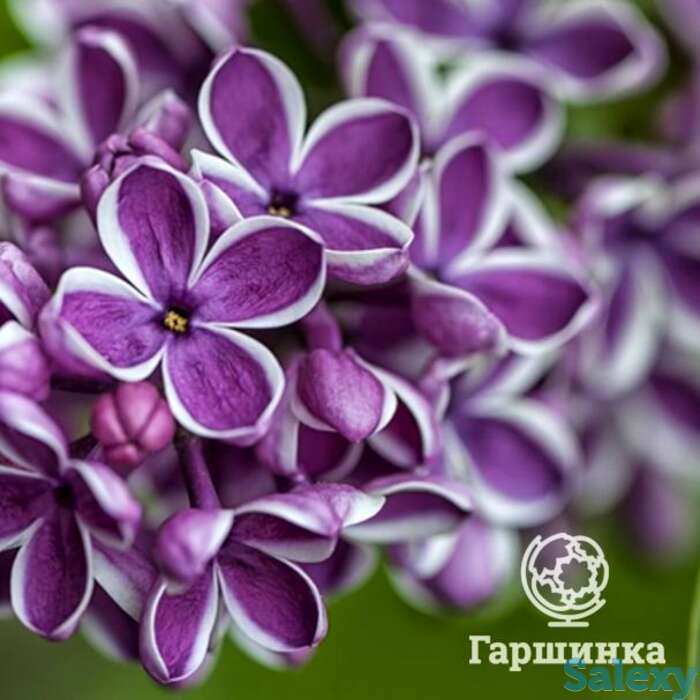 Сирень сенсация, фотография 1