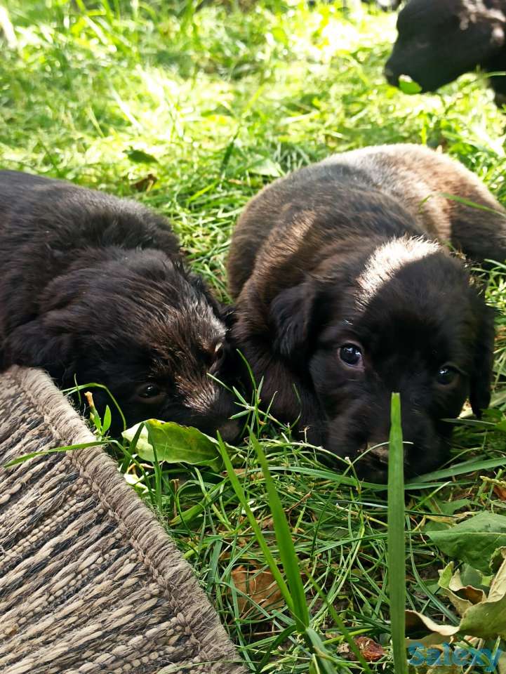 Отдам щенят, фотография 12