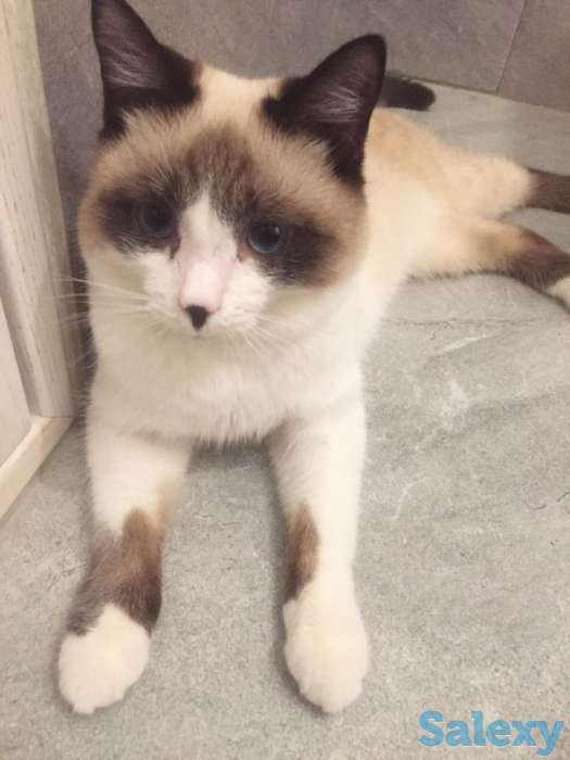 Отдаём кота, фотография 2