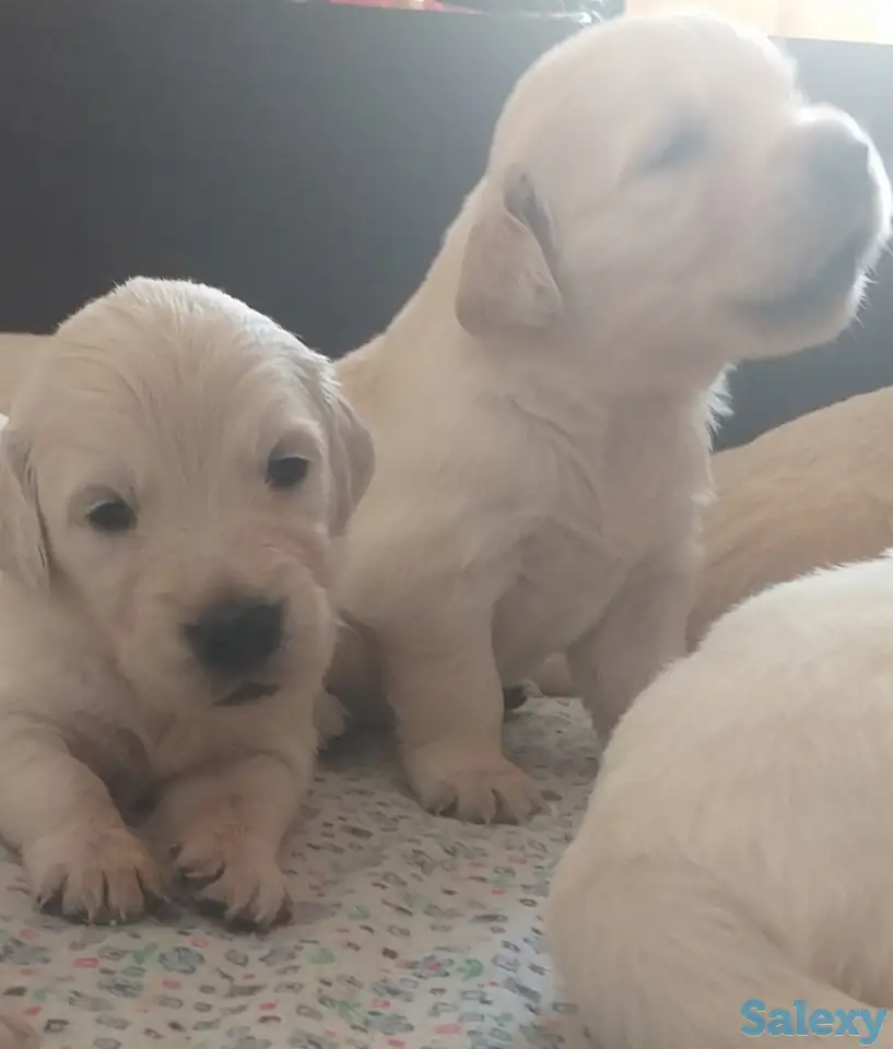 Продаются щенки породы Золотистый Ретривер, фотография 3