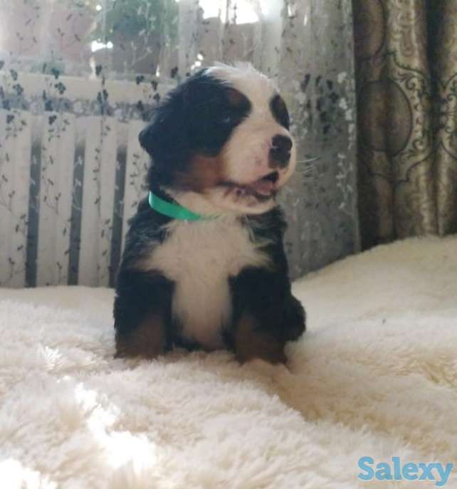 Продаются щенки Бернский зенненхунд, фотография 4