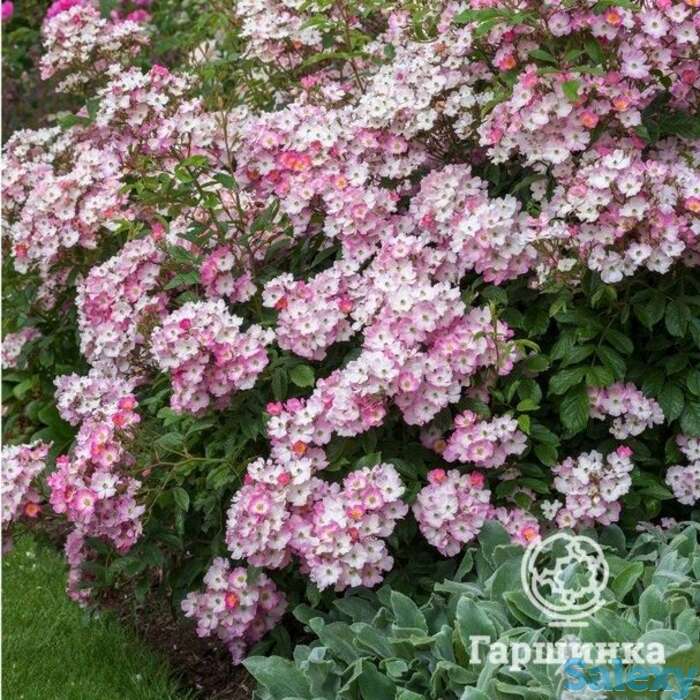 Роза балерина, гийо, фотография 1