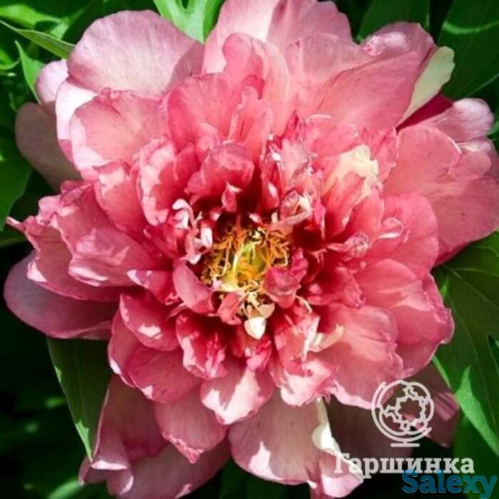 Пион-ито хилари, фотография 1