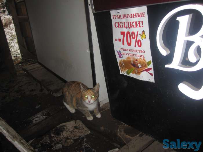 витрины-продам, фотография 5