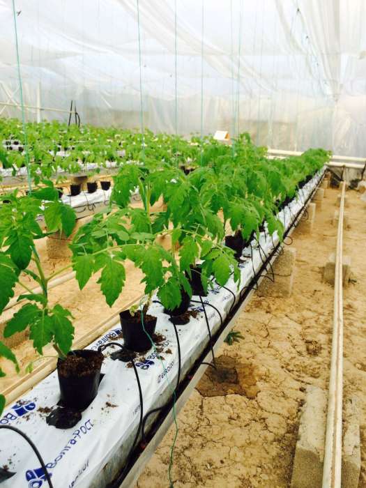 Промышленная действующая теплица. , фотография 8