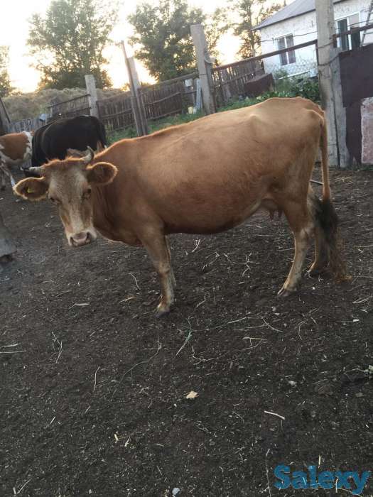 Продам, фотография 1