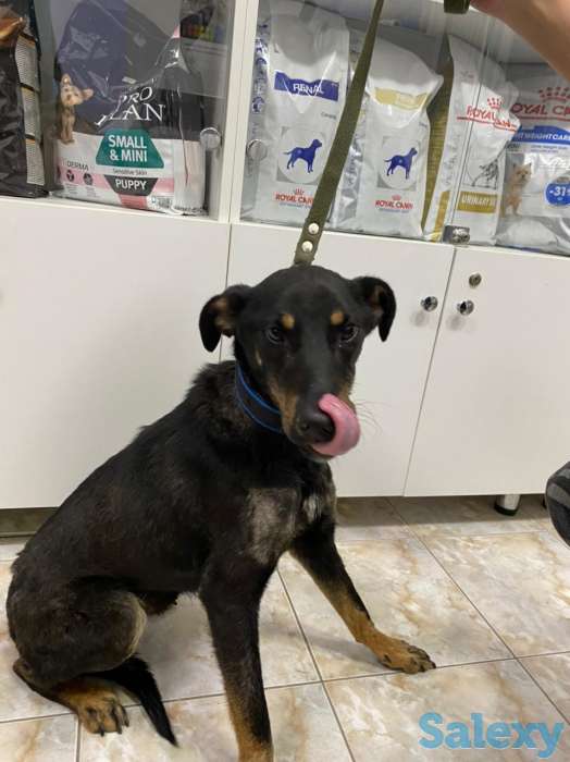 Отдам в хорошие руки, фотография 1