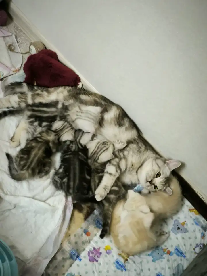 Шотландские котята, фотография 1