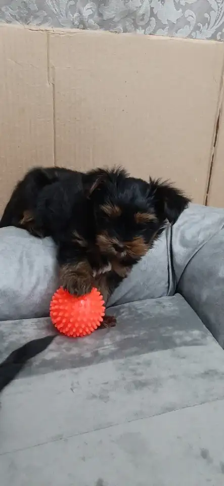 Щенки йоркширского терьера, фотография 6