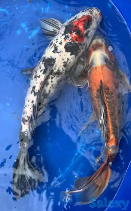 Карп Коя -малёк из собственного питомника, фотография 4