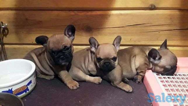 Продам щенков бульдога, фотография 1