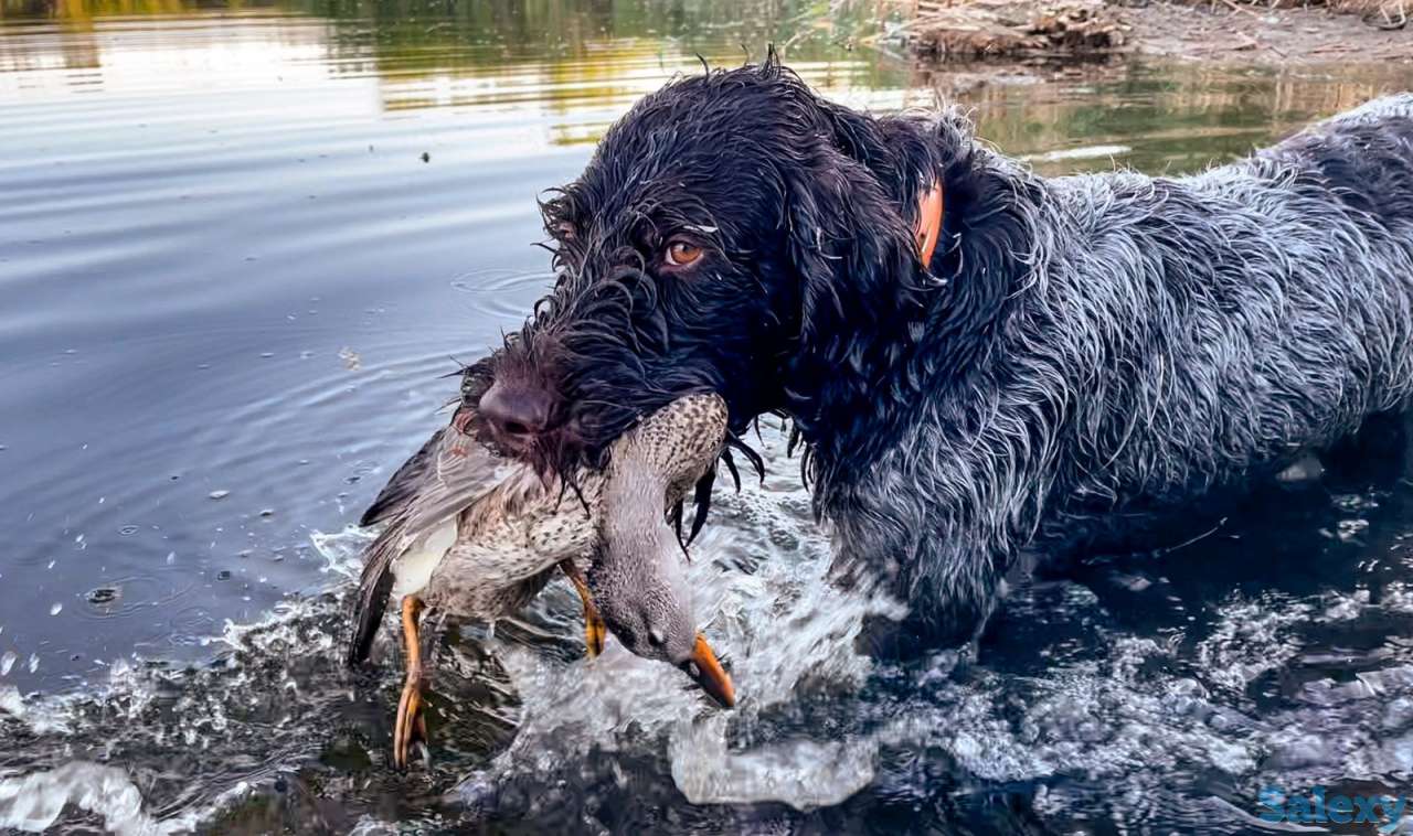 Продам щенков породы драхаар, фотография 4