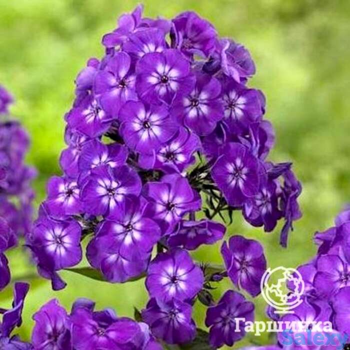 Флокс метельчатый Пепл Кисс, фотография 1