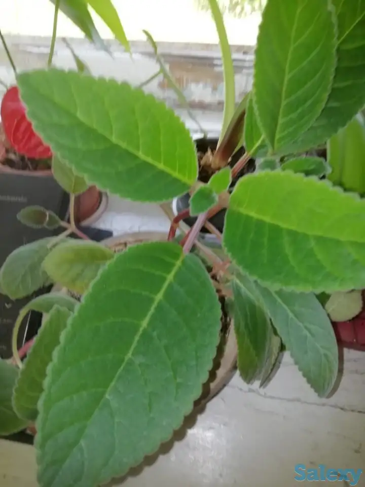 продам недорого комнатные цветы, цена по договорённости., фотография 3