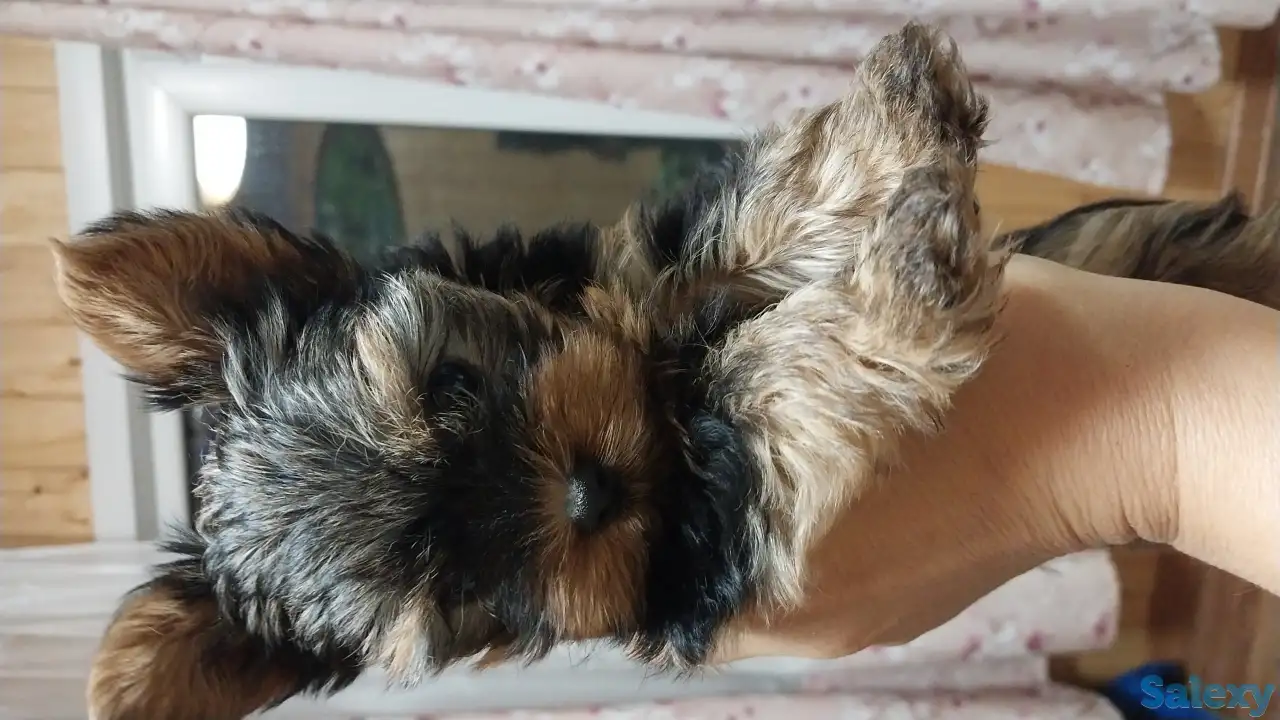 Продам, фотография 2