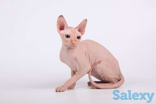 Открыта бронь на сфинксов, фотография 2