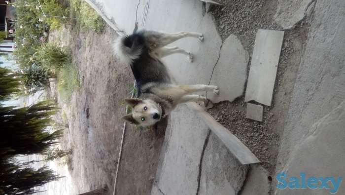 Спаривание, фотография 1