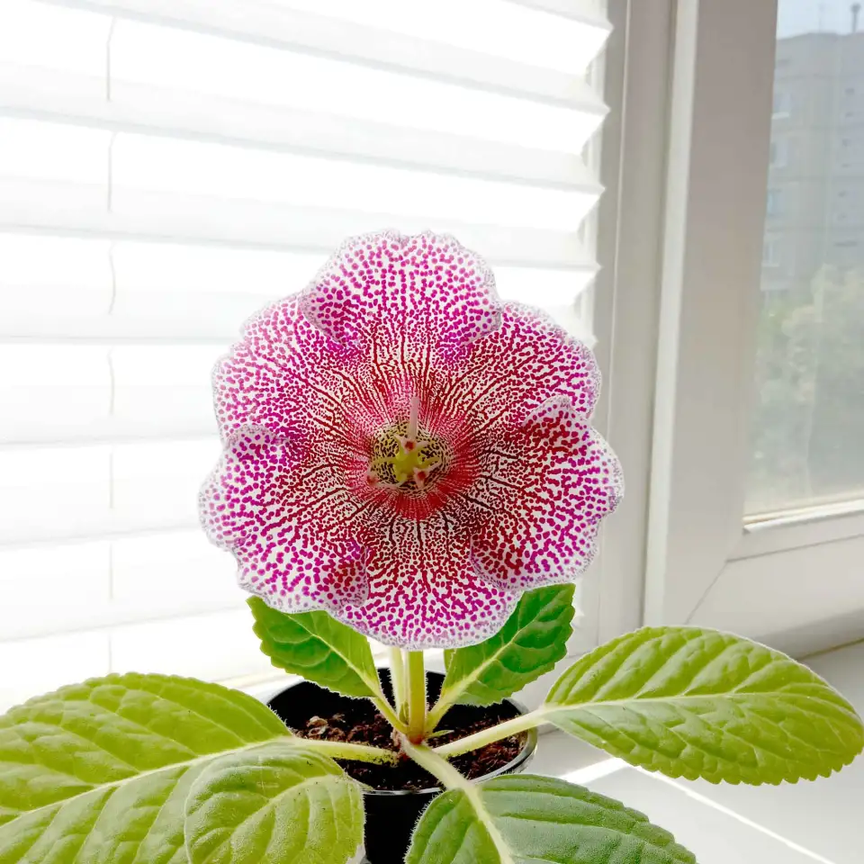 Глоксинии. Комнатные цветы., фотография 10