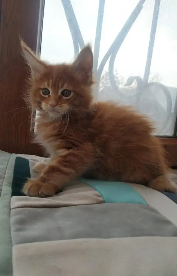 Котята Мейн Кун, фотография 4