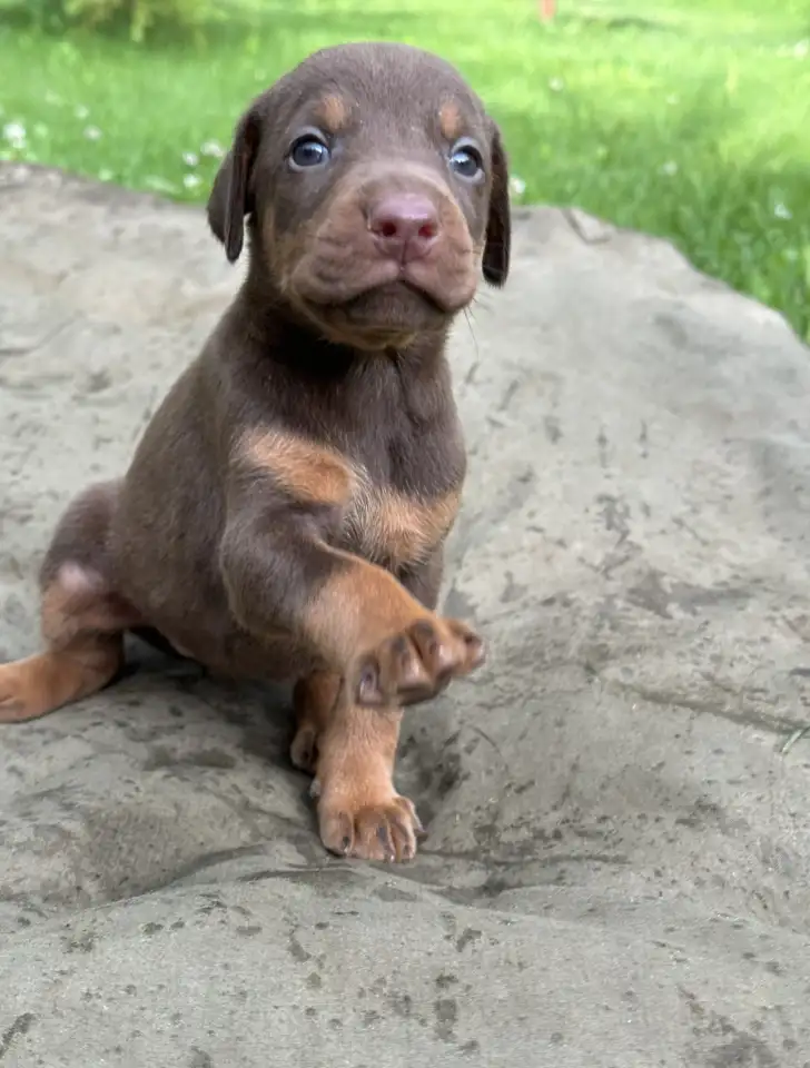 Щенки добермана, фотография 3