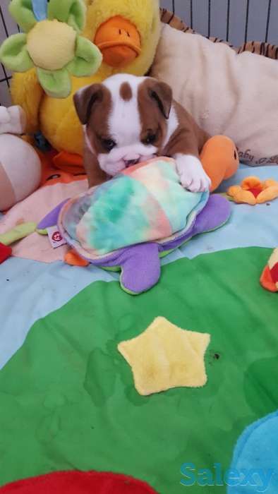 Мальчик бело-рыжий, фотография 2