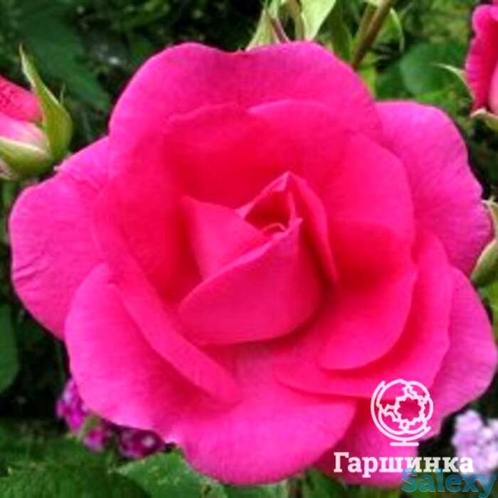 Роза капитан самуэль холланд канадская парковая п/с, фотография 1