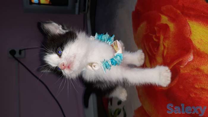 Отдам котят в добрые руки, фотография 3