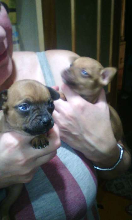 собачку срочно, фотография 5