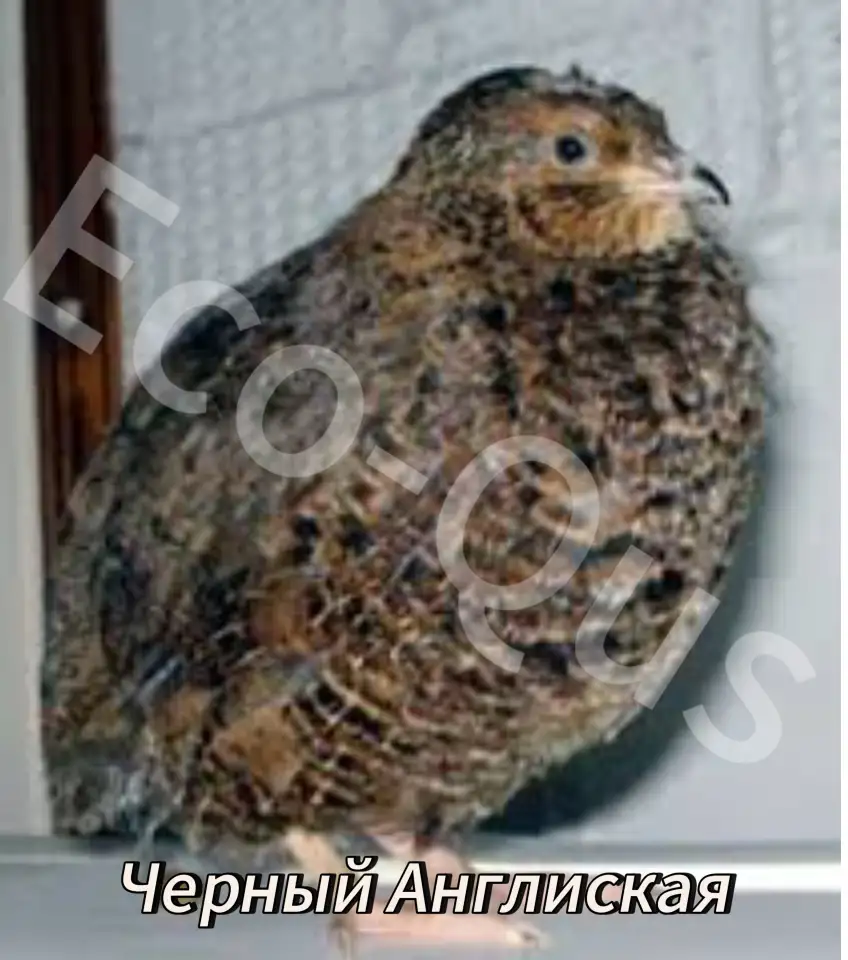 Перепелиные инкубационные яйца, фотография 3