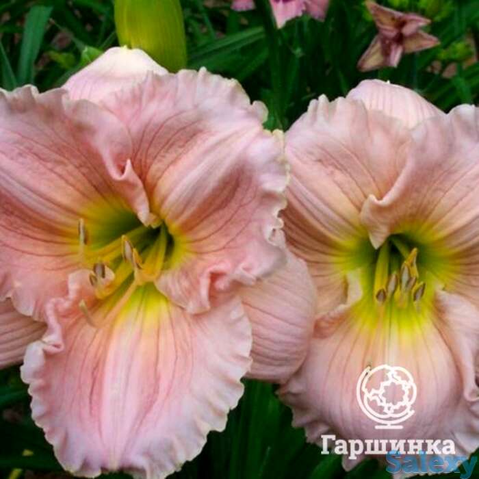 Лилейник Барбара Митчелл, фотография 1