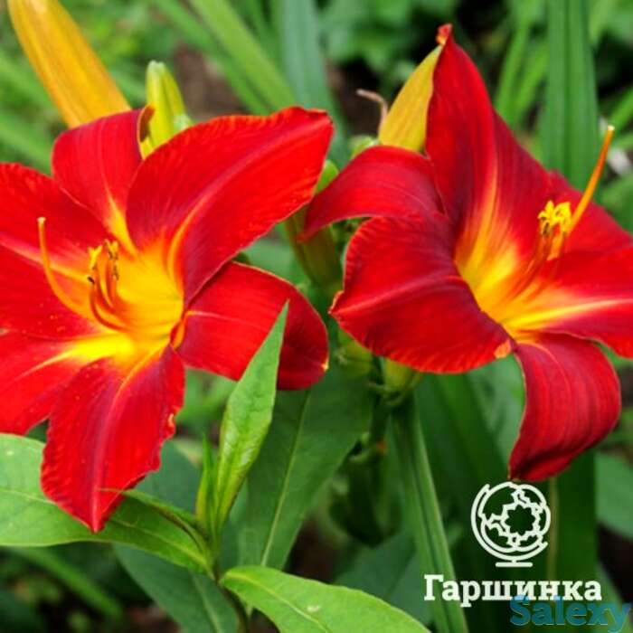 Лилейник Анзак, фотография 1