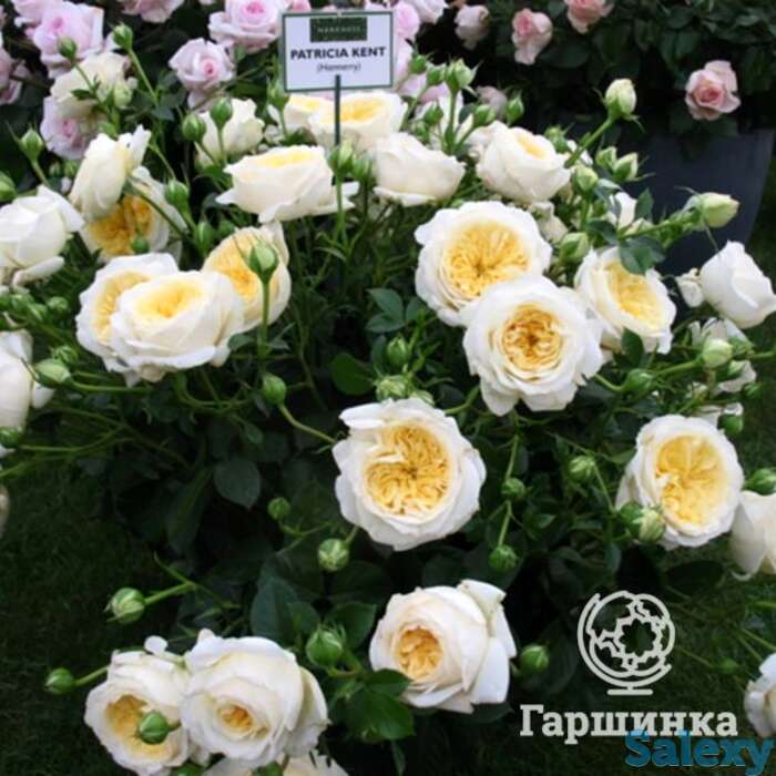 Роза патриция кент, харкнесс, фотография 1