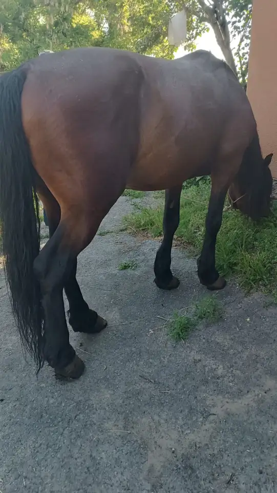 Продам жеребца, фотография 4